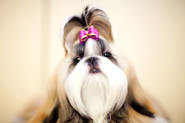 This dog is supposed to look like Jersey Shore's Snooki